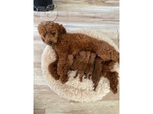 PoulaTo: Κόκκινα Toy Poodle κουτάβια προς πώληση