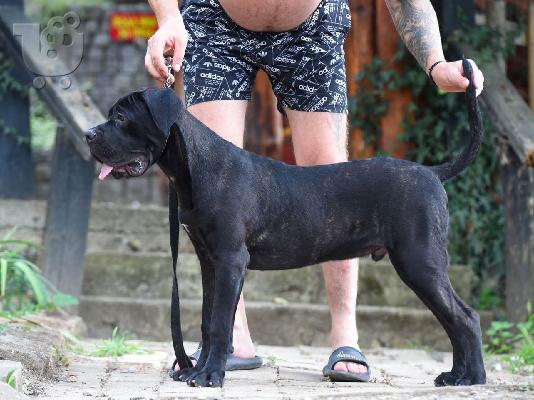 PoulaTo: Cane Corso αρσενικό κουτάβι