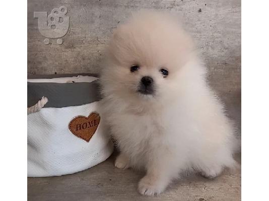 PoulaTo: Pomeranian mini (Nie špic.)