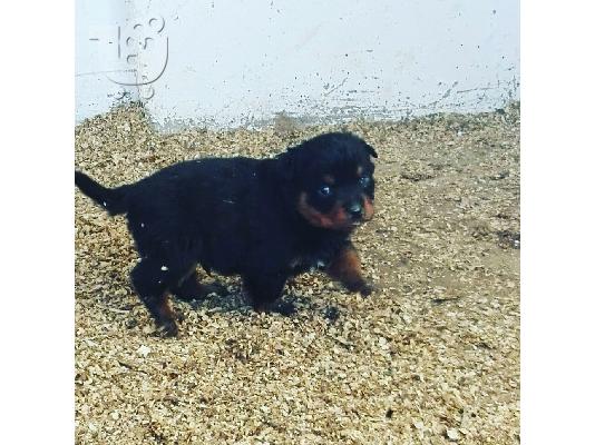 Πωλούνται κουτάβια Rottweiler