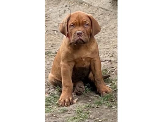 Dogue de Bordeaux κουτάβια