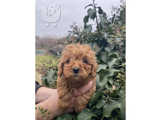 PoulaTo: Κουτάβια Toy Poodle