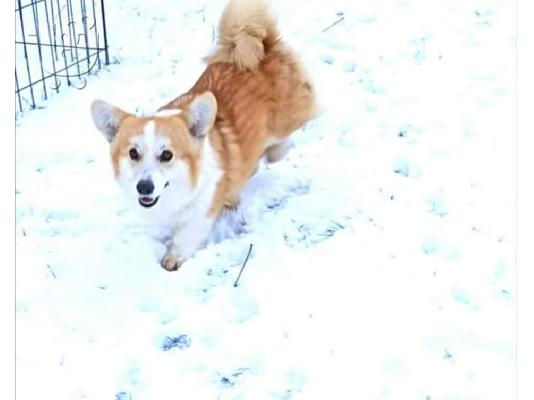 Pembroke Welsh Corgi