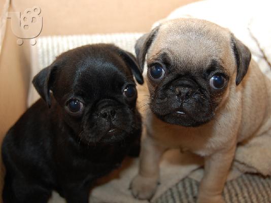 PoulaTo: Pug mops