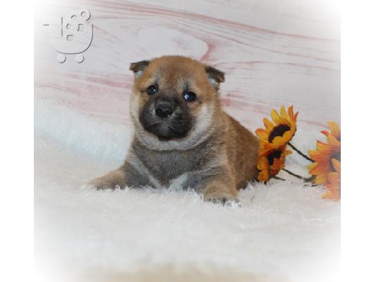 PoulaTo: Shiba inu Puppies
