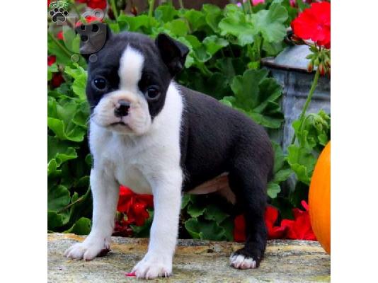 PoulaTo: Σούπερ αξιολάτρευτα κουτάβια Boston Terrier