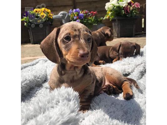 PoulaTo: Καθαρόαιμο Dachshund