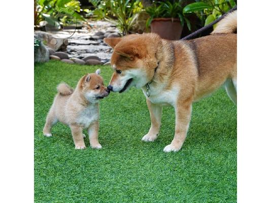 PoulaTo: Πωλούνται κουτάβια AKC Shiba Inu