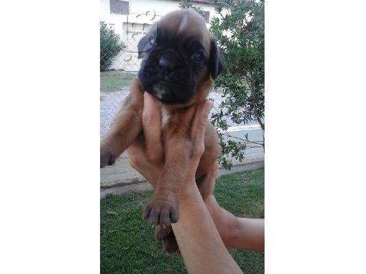Διατίθενται Καθαρόαιμα Κουταβάκια Μπόξερ