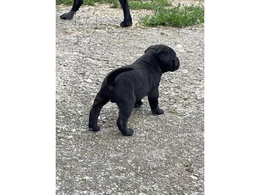 Κουτάβια Cane Corso