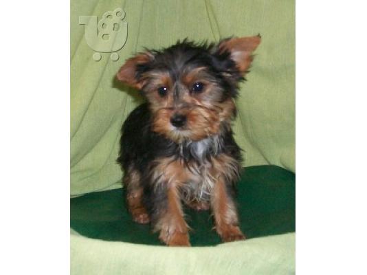Το σπίτι έθεσε κουτάβια yorkie για rehoming