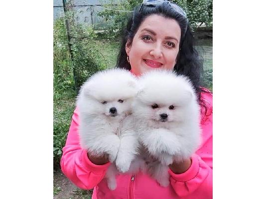 PoulaTo: Καταπληκτικά κουτάβια από Pomeranian!