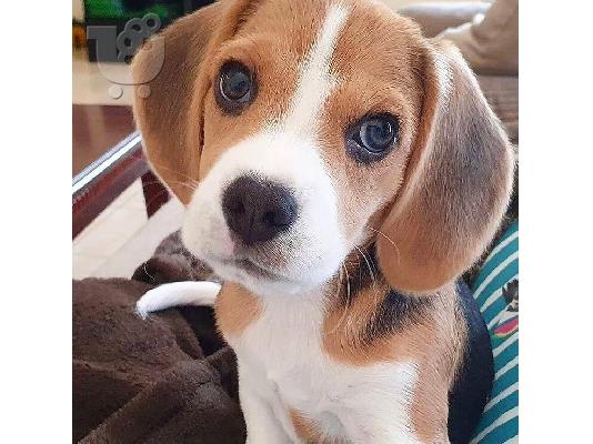 Πωλούνται πανέμορφα κουτάβια beagle