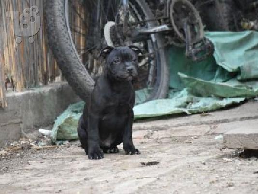 Staffordshire Bull Terrier κουτάβια
