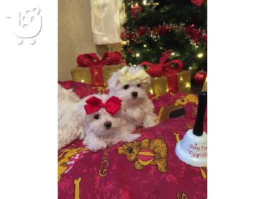 PoulaTo: Η Pedigree Maltese Fija γέννησε 4 υγιή κουτάβια.