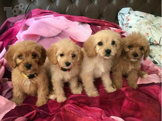 Το υπέροχο cavapoo μας είχε μια γέννα από 6 κόκκινα