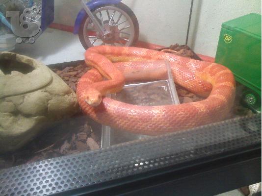 Corn Snake 1,40m με εξοπλισμό