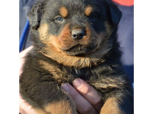 PoulaTo: Πωλούνται κουτάβια Rottweiler