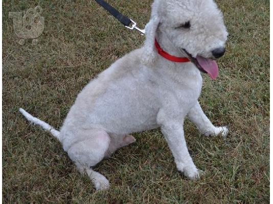 PoulaTo: Bedlington Terrier Puppies