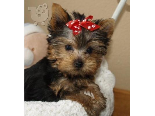 Το σπίτι έθεσε κουτάβια yorkie για rehoming