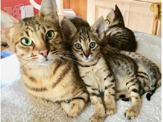 Προσφέρουμε Savannah Kittens