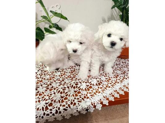 Όμορφα γεμάτα γενεαλογικά κουτάβια kc reg bichon frize,