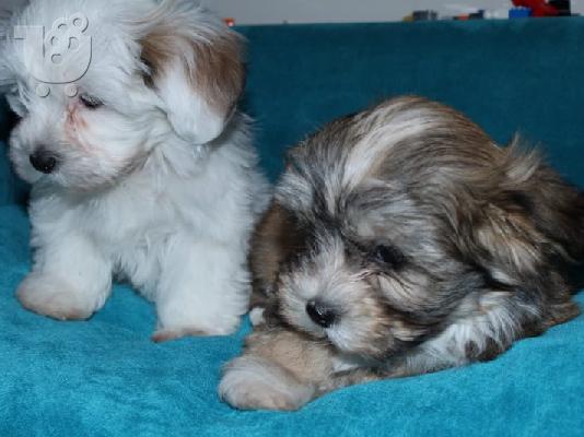 Havanese bichon κουτάβια