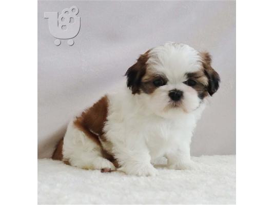 PoulaTo: Shih Tzu Puppies