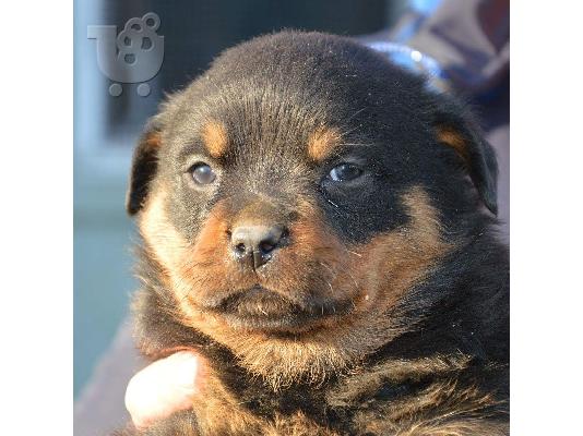 Πωλούνται κουτάβια Rottweiler