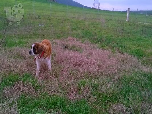 PoulaTo: καθαρόαιμο αγιου Βερνάρδου