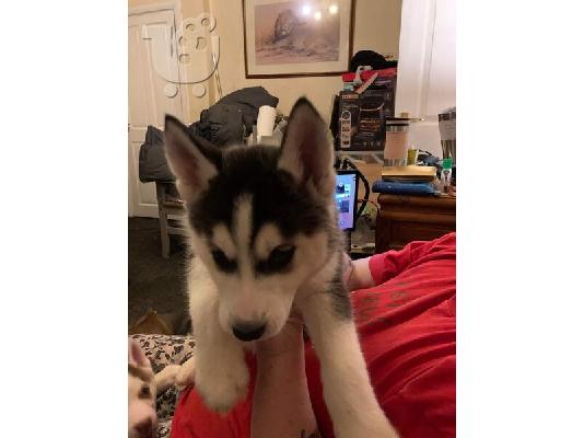 PoulaTo: Siberian Husky Puppies Available