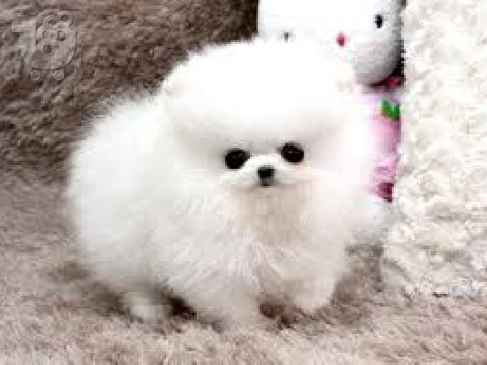 PoulaTo: pomeranian spitz white