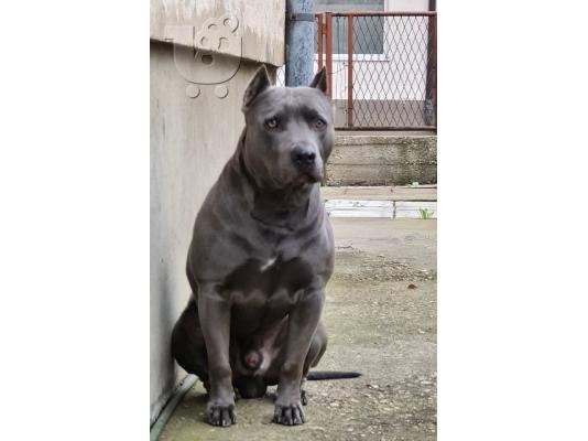 Κουτάβια American Pit Bull Terrier