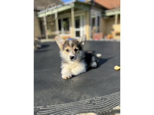 Κουτάβια Welsh Corgi Pembroke