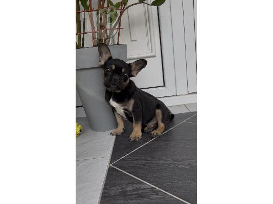 Αρσενικό κουτάβι French Bulldog black & tan