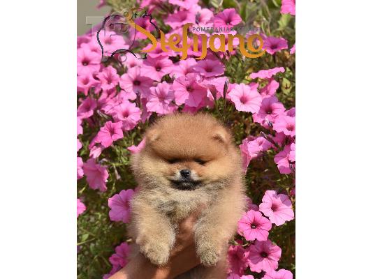Κουτάβια Pomeranian Boo