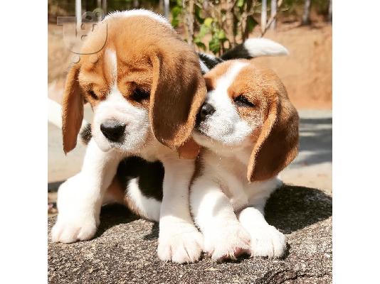 Beautiful beagle puppies for sale   WhatsApp at  +31687270602
