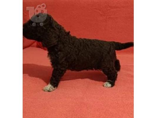 Lagotto Romagnolo κουτάβια