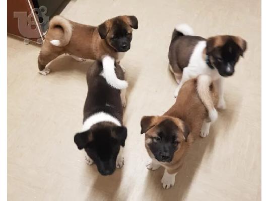 PoulaTo: Japanska Akita.