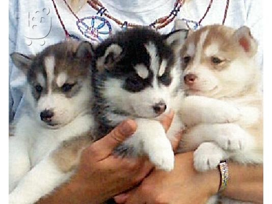 PoulaTo: Siberian husky
