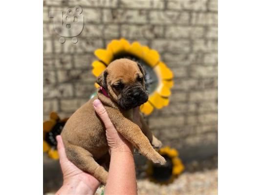PoulaTo: Bull Mastif Puppies