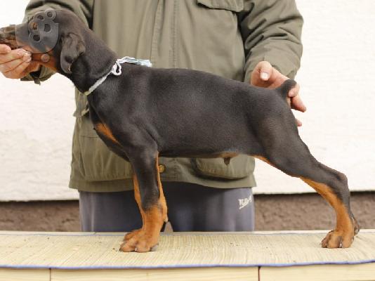 Doberman