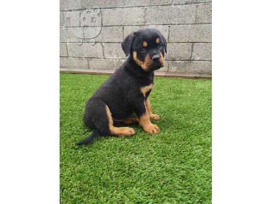 PoulaTo: Κουτάβια Rottweiler