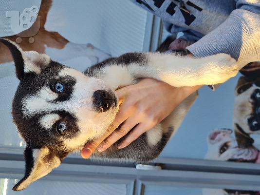 PoulaTo: Husky