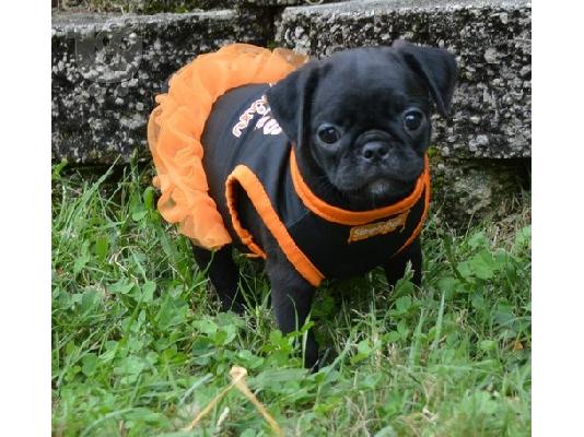 PoulaTo: Pug Puppies Available