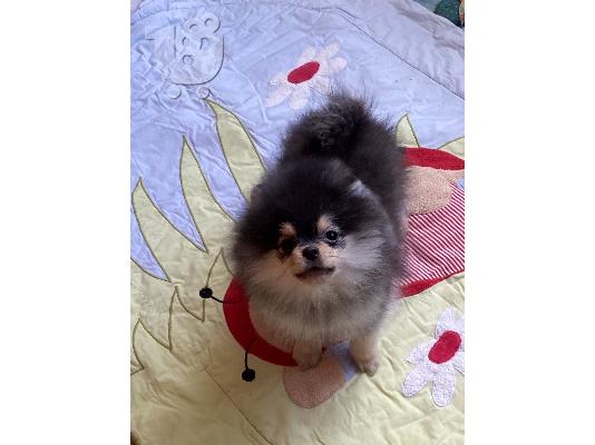 Pomeranian Spitz κουτάβια
