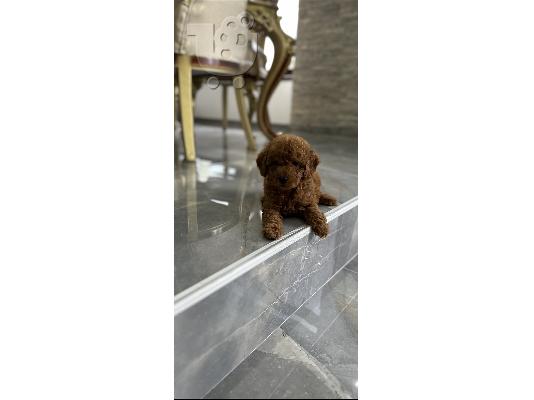 Κουτάβια Toy και Mini Poodle