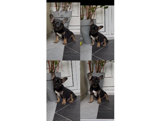 PoulaTo: Αρσενικό κουτάβι French Bulldog black & tan