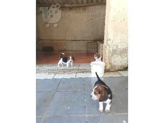 Beagle puppy  μπηγκλ