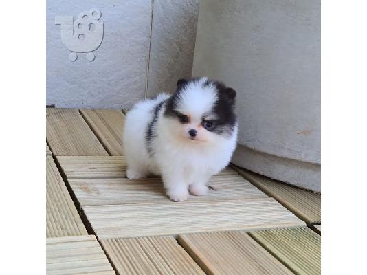 PoulaTo: Pomeranian κουτάβι κορίτσι/